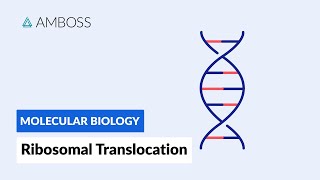 Ribosomal Translocation To the Endoplasmic Reticulum [upl. by Jasik]