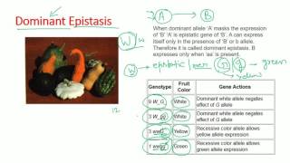 Epistasis types  dominant recessive double dominant dominant recessive epistasis [upl. by Nuawaj]