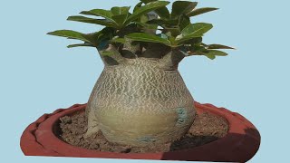 Adenium Bonsai Secrets of Massive CaudexThick Canopy and More Flowers [upl. by Franckot507]