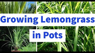 How To Grow Lemongrass In Pots [upl. by Thackeray678]