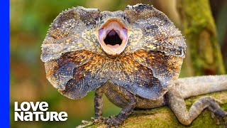 Frilled Lizard’s Popup Neck Freaks out Snake [upl. by Nylynnej]