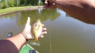 Bluegill Fishing On Lake Guntersville  How To Catch Bluegill [upl. by Lyons]