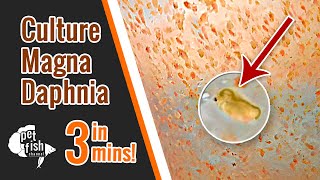 How to culture DAPHNIA MAGNA  The easy way [upl. by Karlan]