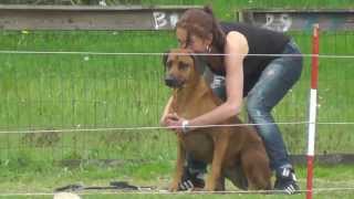 Coursing met Rhodesian Ridgebacks [upl. by Atilef]