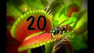 Top 20  Venus flytrap  Venusfliegenfalle [upl. by Boorer523]