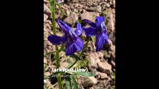 larkspur low [upl. by Daphne17]