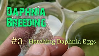 Daphnia Culture made simple and easy 3  Hatching Daphnia eggs [upl. by Arbba518]