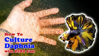 How to Culture Daphnia with ZERO Cost  Unlimited Live Food For Our Fish [upl. by Mourant]