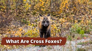 What is a Cross Fox Cross Foxes Explained [upl. by Japha]