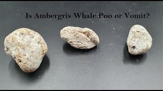 Is Ambergris Whale Poo or Vomit [upl. by Ybok815]