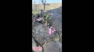 Adenium Arabicum in nature [upl. by Anahtor]