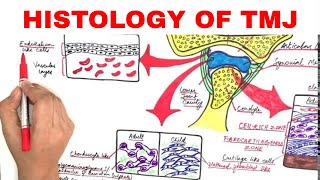 Histology of TMJ Temporomandibular Joint [upl. by Laekcim]