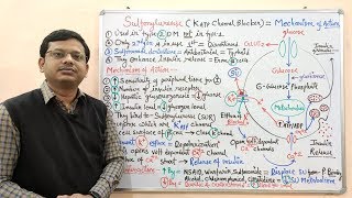 Diabetes Mellitus Part10 Mechanism of Action of Sulfonylurease  Antidiabetic Drugs  Diabetes [upl. by Alcine891]