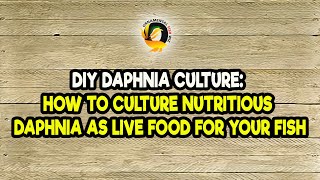 DIY Daphnia Culture How to Culture Nutritious Daphnia as Live Food for Your Fish [upl. by Esiahc]