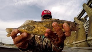 Sauger Fishing  Catching Sauger and Bass At Guntersville Dam [upl. by Sekofski]