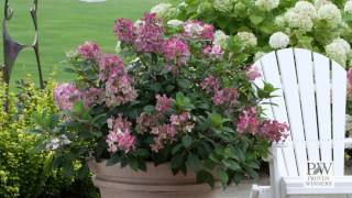 Little Quick Fire® Hydrangea paniculata [upl. by Akissej209]