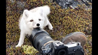 Encounter a young wild white Arctic Fox in Greenland [upl. by Stodder]