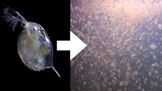 How I Culture Daphnia [upl. by Rowena]