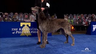 quotClairequot the Scottish deerhound wins Best in Show at 2020 National Dog Show [upl. by Ybsorc]