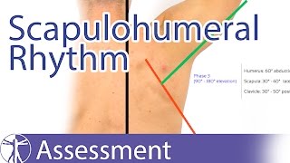 Scapulohumeral Rhythm [upl. by Atival]