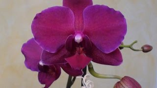 Distacco e rinvaso Keiki di Phalaenopsis [upl. by Robb167]