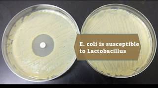 Isolation and Identification of Probiotic Lactobacillus from Local Dairy [upl. by Haroldson]