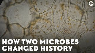 How Two Microbes Changed History [upl. by Kela]