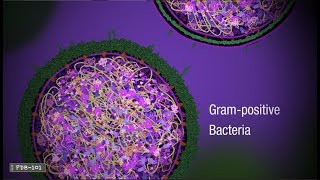 Penicillin and Antibiotic Resistance from PDB101 [upl. by Adiesirb]