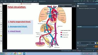 Fetal Circulation  Dr Ahmed Farid [upl. by Shirlene]