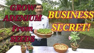 How to Grow Adenium from Seeds  The Business Secret Revealed [upl. by Penelopa]