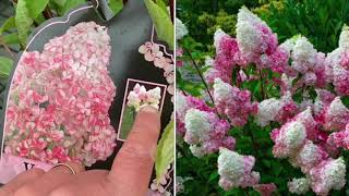 When to plant Hydrangea Paniculata [upl. by Artap136]