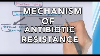 Mechanism of Antibiotic Resistance [upl. by Normandy]