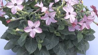 Nicotiana alata  Flowering Tobacco [upl. by Liesa906]