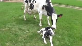 Cow Giving Birth To A Calf  The Calving Process [upl. by Kiernan]