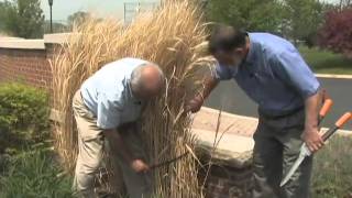 Pruning Ornamental Grasses [upl. by Trebuh188]