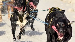 Sprint sled dog race through Anchorage [upl. by Bloch]