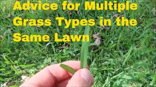 How to Handle Multiple Grass Types in the Same Lawn [upl. by Nwahshar834]