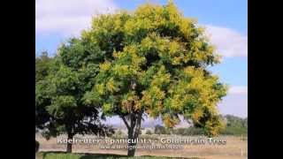 Koelreuteria paniculata  Goldenrain Tree [upl. by Peednam]