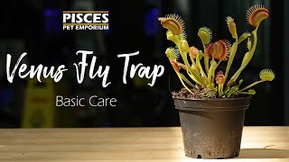 How to Care for the Venus Fly Trap [upl. by Ralli]