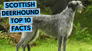 Scottish Deerhound  TOP 10 Interesting Facts [upl. by Llecram992]