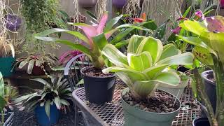 Bromelias mitos y realidades siembra y cultivo [upl. by Sosthena]