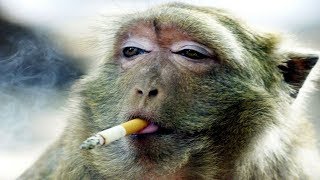 Funny Monkeys Videos  Funniest Monkey Will Make You Laugh Hard Compilation [upl. by Gasparo]