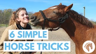 How to Teach Your Horse Tricks 6 Simple Tricks [upl. by Ahsinrat]