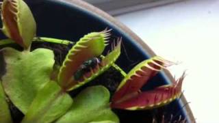 Venus fly trap in action [upl. by Assennev218]