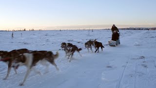 DOG SLED TRAINING WITH ALASKAN HUSKIES [upl. by Remmus]