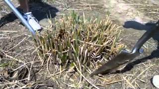 How to dig and divide ornamental grasses  Tip from Alwerdts Gardens in Altamont Illinois [upl. by Oicul]