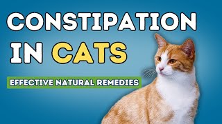 Constipation In Cats Effective Natural Remedies [upl. by Akehsat]