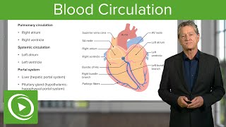 Blood Circulation Pulmonary amp Systemic – Histology  Lecturio [upl. by Varien279]