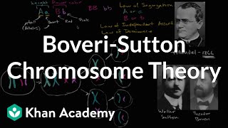 BoveriSutton Chromosome Theory [upl. by Dinse]