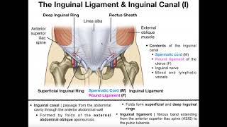 Anatomy  The Inguinal Ligament amp Inguinal Canal [upl. by Tymon]